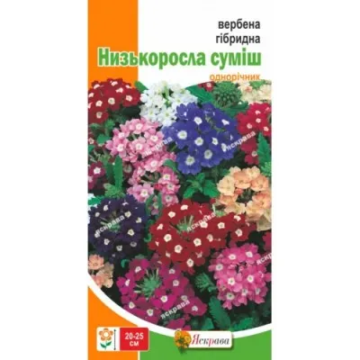 Вербена гібридна низькоросла суміш фото