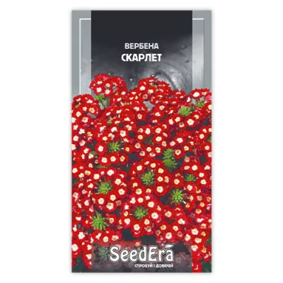 Вербена гібридна Скарлет фото