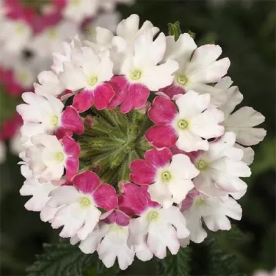 Вербена Twister Pink фото