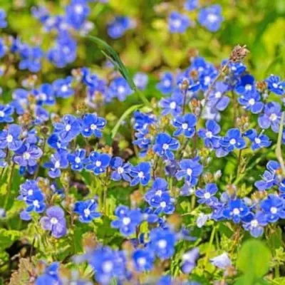 Вероніка Georgia Blue фото