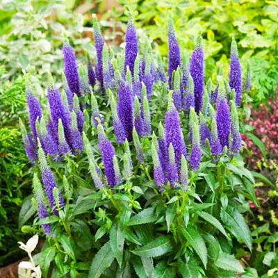 Вероніка Ulster Dwarf Blue фото