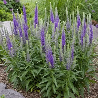 Веронікаструм Virginicum Apollo фото