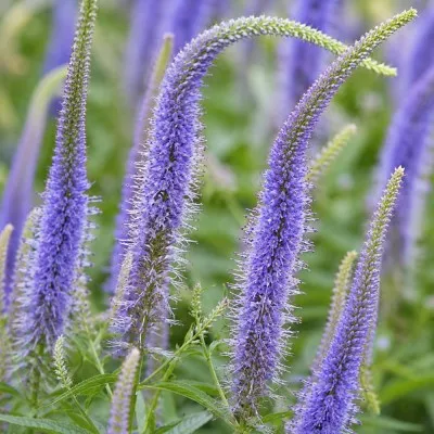 Веронікаструм Virginicum Apollo фото