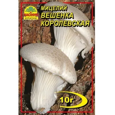Глива Королівська фото