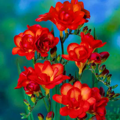 Набір фрезій Double Red фото