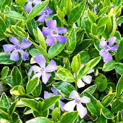 Барвінок Argenteovariegata фото