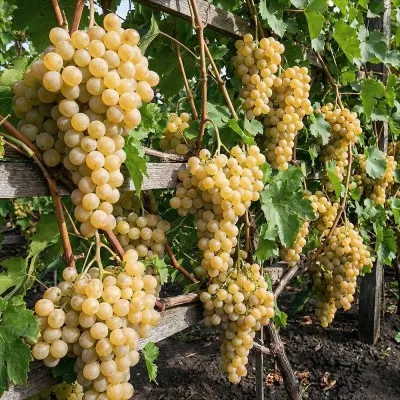 Виноград Дублянский фото