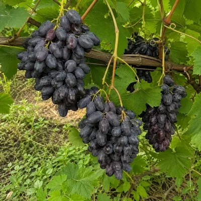 Виноград Знахідка Калугіна фото