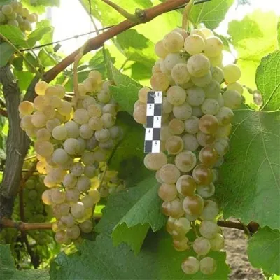 Виноград Загрей фото