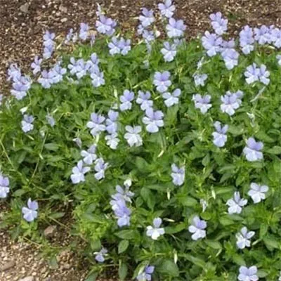 Віола Boughton Blue фото