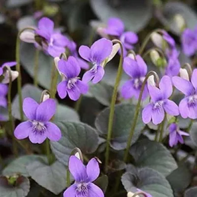 Віола Labradorica фото