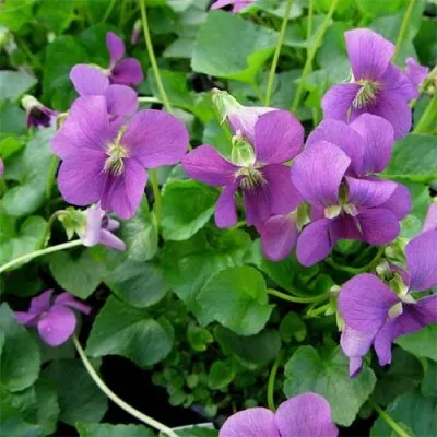 Віола Rubra фото
