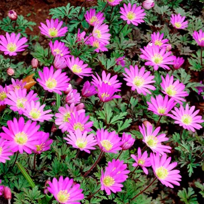 Анемона Violet Star (Вайолет Стар) фото