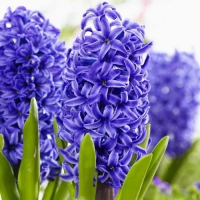 Гіацинт Blue Pearl фото