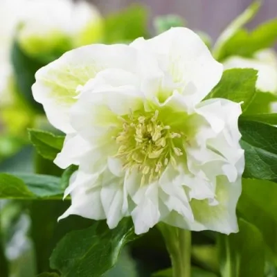 Морозник Double Ellen White  фото
