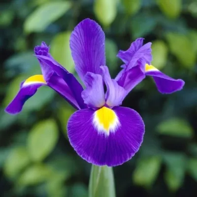 Ірис Hollandica Young Star фото