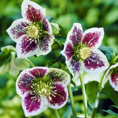Морозник White Spotted Lady фото