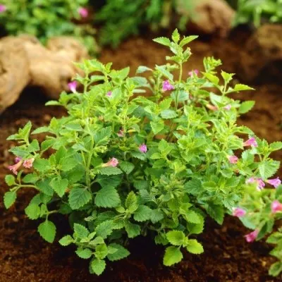 Каламінта Grandiflora фото