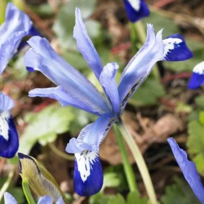 Ірис reticulata Clairette фото