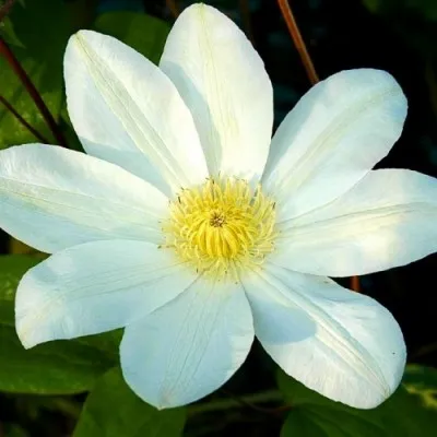 Клематіс Wada's Primrose фото