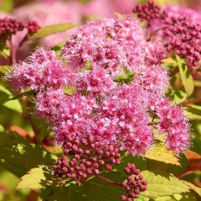 Спірея Walbuma фото