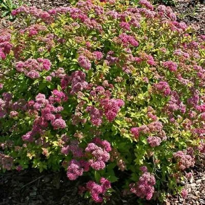 Спірея Walbuma фото
