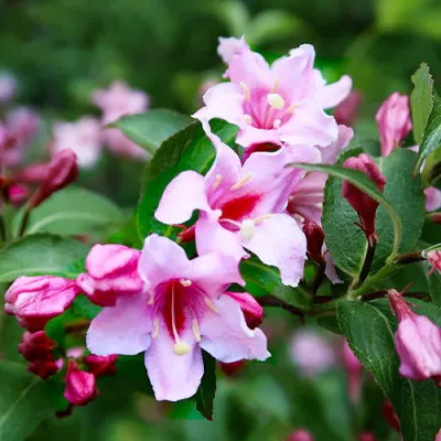 Вейгела Pink Princess фото