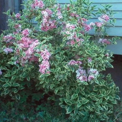Вейгела Variegata фото
