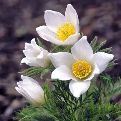 Сон-трава White Swan фото