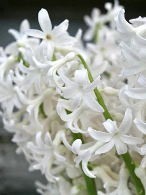 Гіацинт White Festival фото