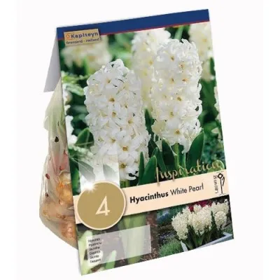 Гіацинт White Pearl (Брендові цибулини KAPITEYN®) фото