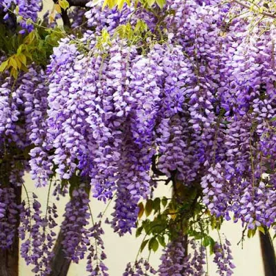 Вістерія (гліцинія) Sinensis фото