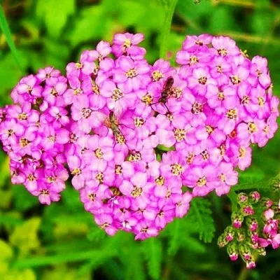 Деревій Lilac Beauty фото