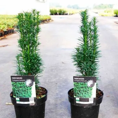 Тис Fastigiata Robusta фото