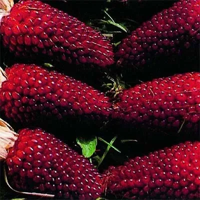 Кукурудза Strawberry Corn фото