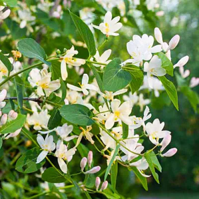 Жимолость Fragrantissima фото