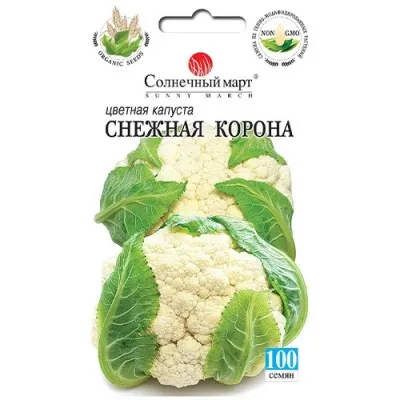 Капуста цвітна Сніжна корона фото