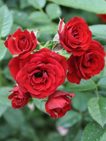 Троянда Tatoo фото