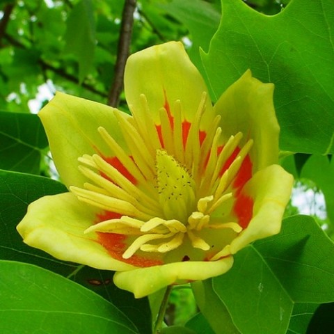 Тюльпанове дерево фото
