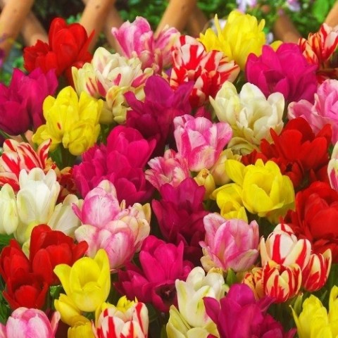 Тюльпан Multiflowering Mix фото