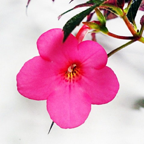 Ахіменес Charm (Довготривале цвітіння) фото