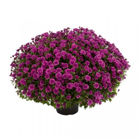 Хризантема Araxa Purple фото