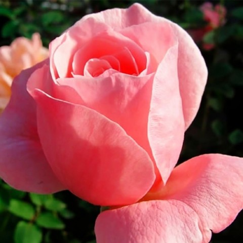 Троянда Queen of England фото