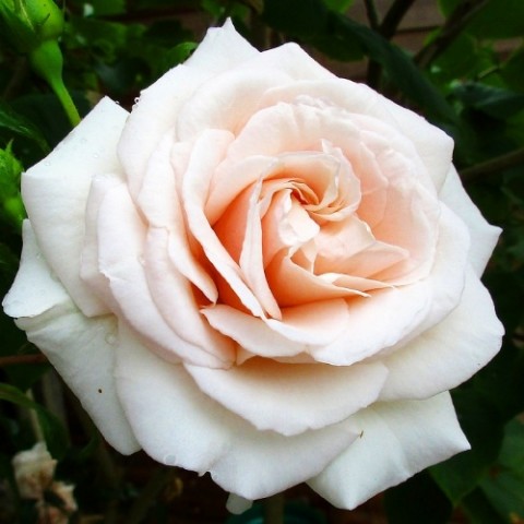 Троянда плетиста Penny Lane фото