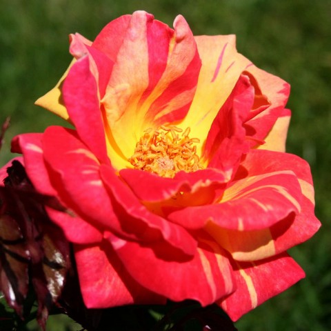 Троянда Caribia фото