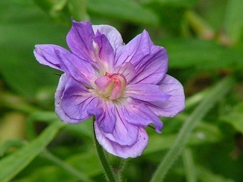 Герань Plenum Violaceum фото