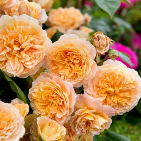 Троянда Crown Princess Margareta фото