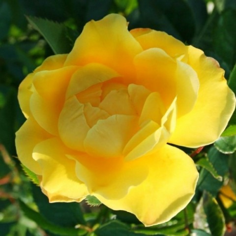 Троянда плетиста Dukat фото