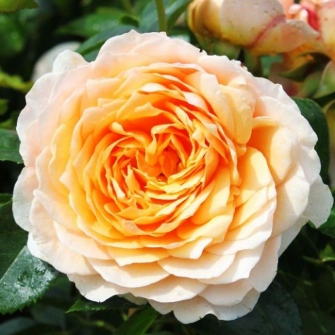 Троянда плетиста Ginger Syllabub фото