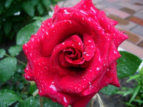 Троянда Duftzauber  фото